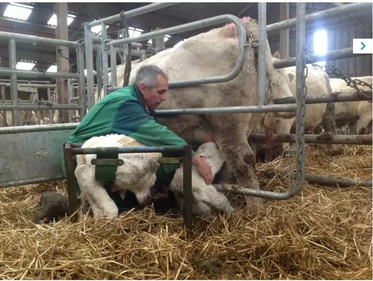 têtée veau Charolais