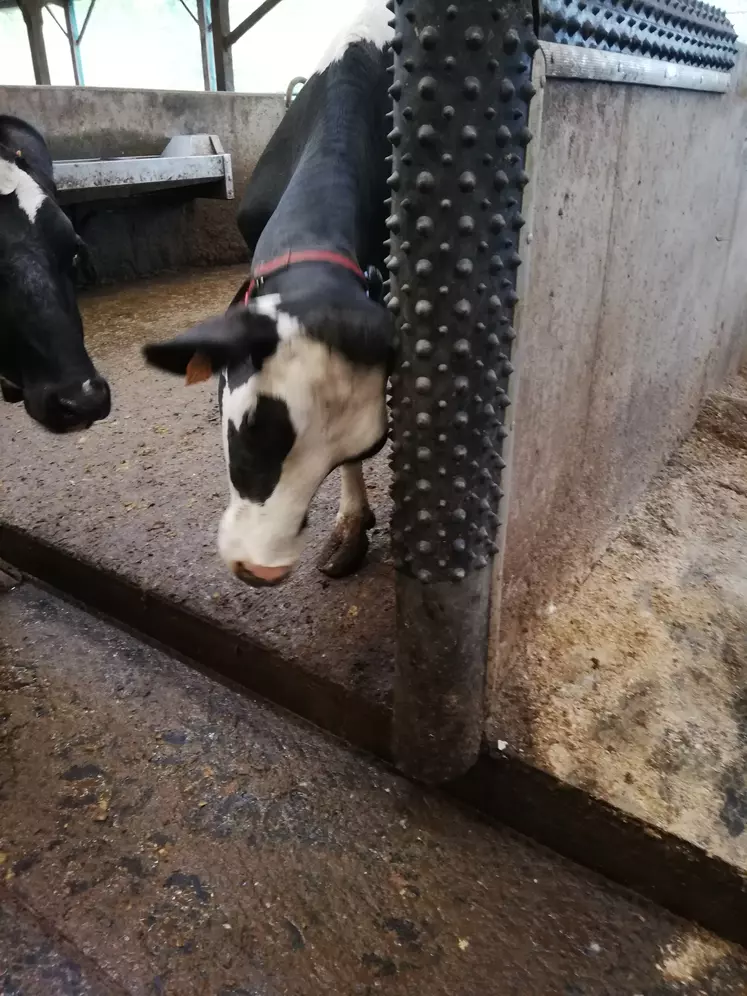 station de grattage pour vaches