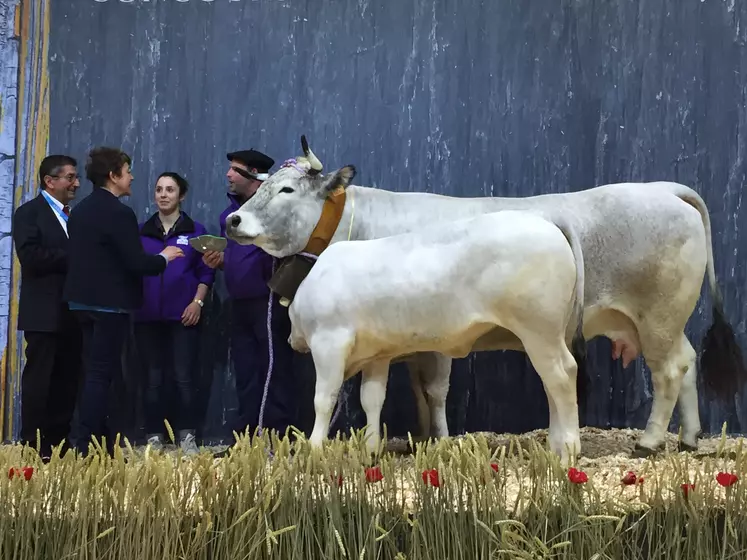 Divine, championne Paris 2019 race Gasconne des Pyrénées 