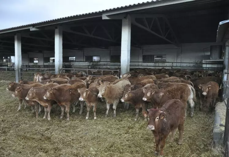 broutards limousins engraissés en Espagne