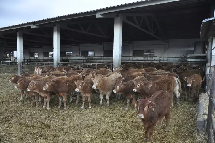 broutards limousins engraissés en Espagne