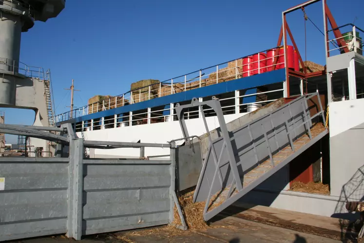 elbarquement dans le port de Sète pour export bovins vifs vers le Maghreb