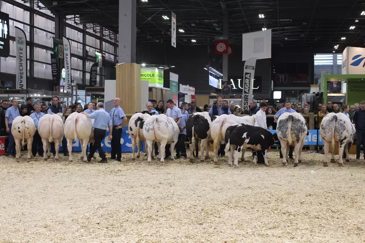 concours général agricole race Blanc Bleu