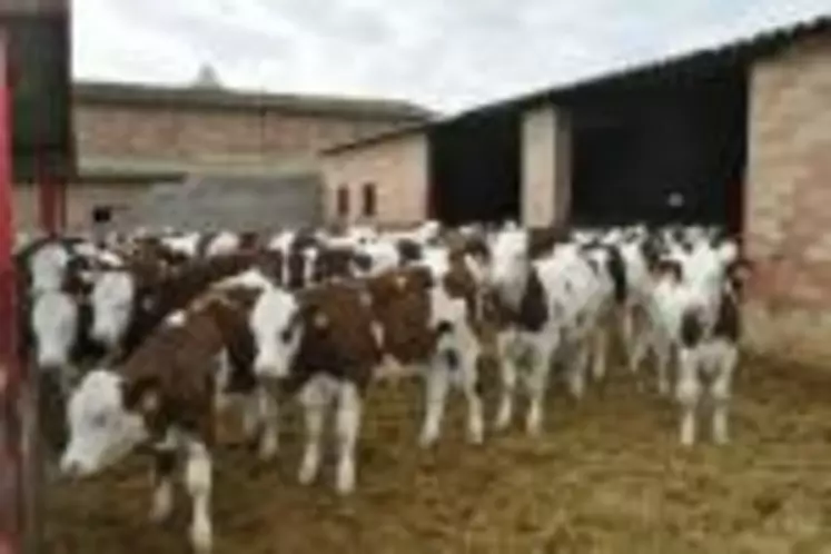 engraissement jeunes bovins en Espagne