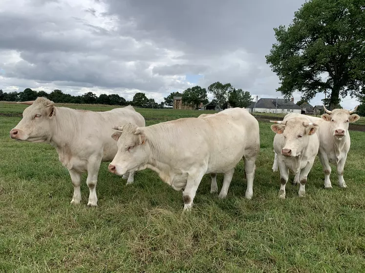 Les faibles disponibilités tirent les prix des bovins finis vers le haut en ce début d'année, mais ces signaux de marché positifs sont rattrapés par des niveaux de charges qui ne cessent de croître.