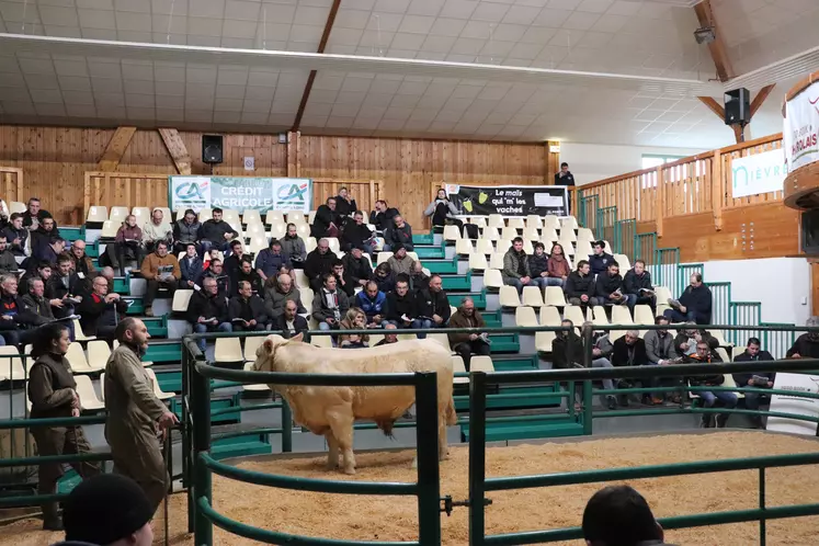 À l'occasion de la vente aux enchères de la station Bien Naître, 41 jeunes reproducteurs charolais triés sur le volet ont été présentés à l’Agropôle du Marault, à Magny-Cours (Nièvre).