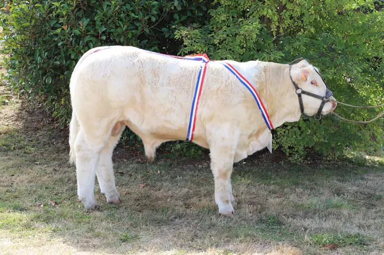 concours charolais veaux 