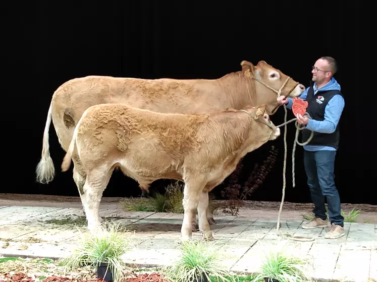 concours limousine sommet de l'élevage