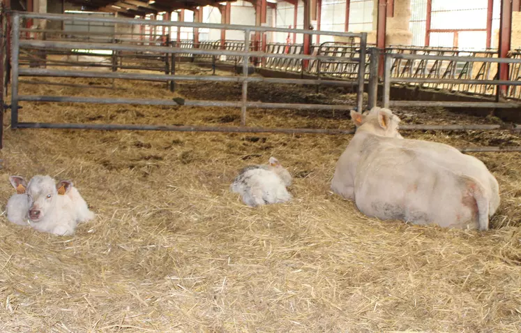 vache charolaise et veaux naissants en stabulation 