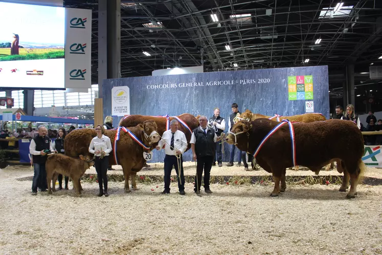 concours général agricole race Limousine