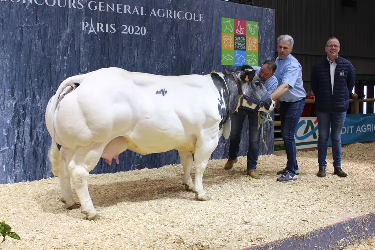 concours général agricole race Blanc Bleu