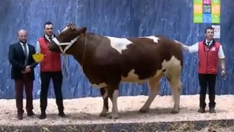 concours général agricole Rouge des Prés