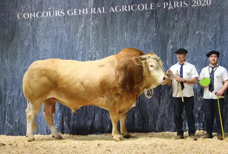 concours général agricole race Blonde d'Aquitaine