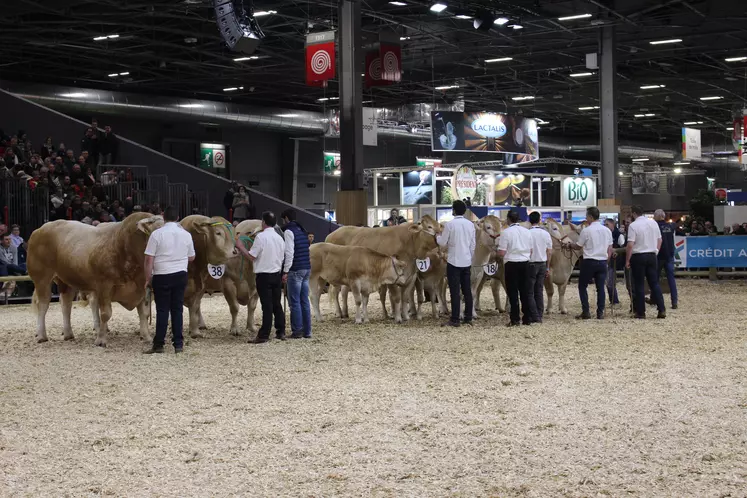 concours général agricole race Blonde d'Aquitaine