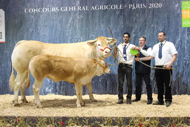 concours général agricole race Blonde d'Aquitaine