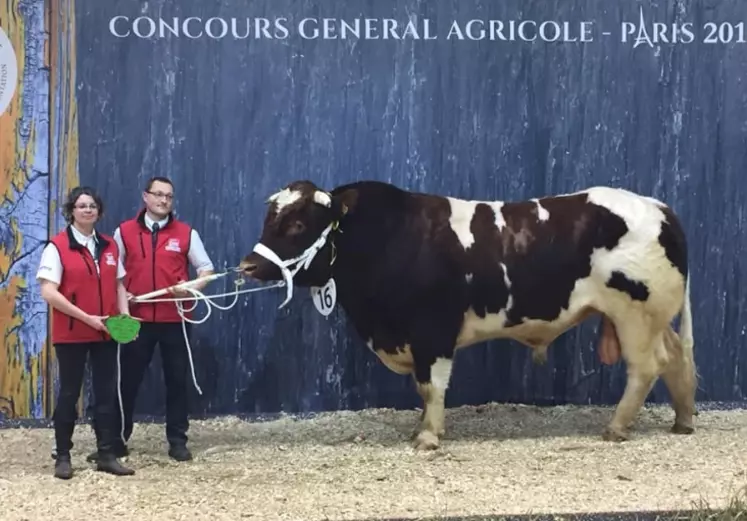 Mignon 1er prix jeunes taureaux Rouge des Prés SIA 2019