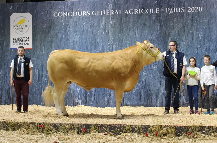 concours général agricole race Blonde d'Aquitaine