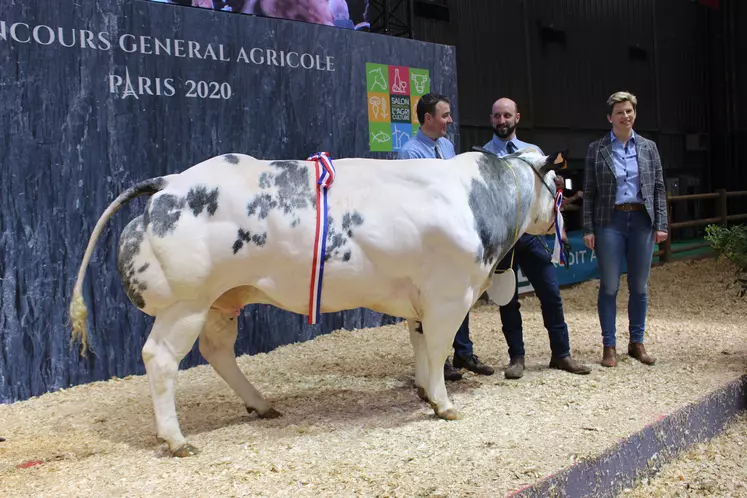 concours général agricole race Blanc Bleu