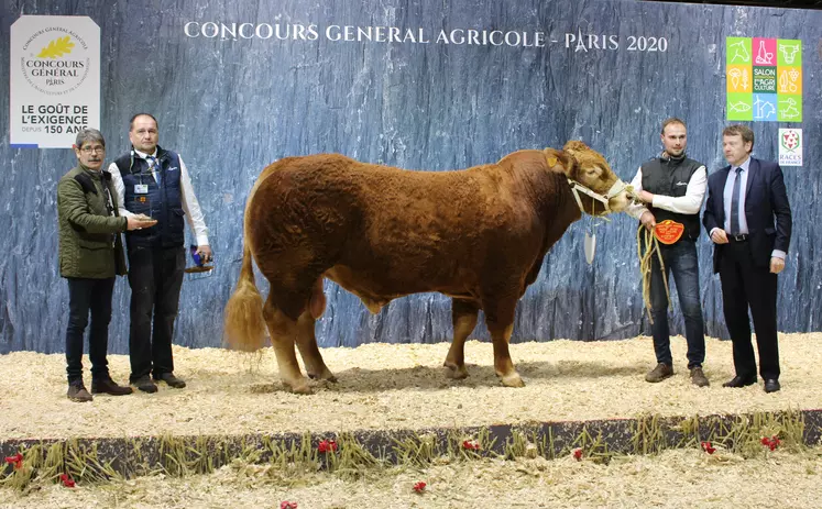 concours général agricole race Limousine