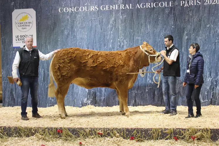 concours général agricole race Limousine