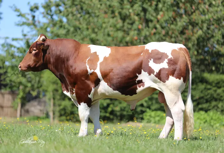 taureau IA Rouge des Prés Gènes Diffusion