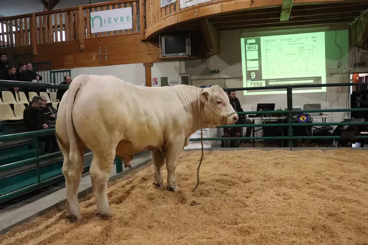 Le jeune taureau charolais Tralala P lors de la vente aux enchères à Magny-cours dans la Nièvre.