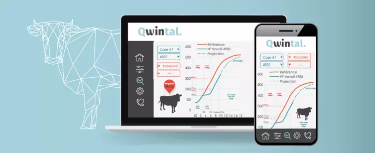 Qwintal GMQ Live pesée en continu des bovins