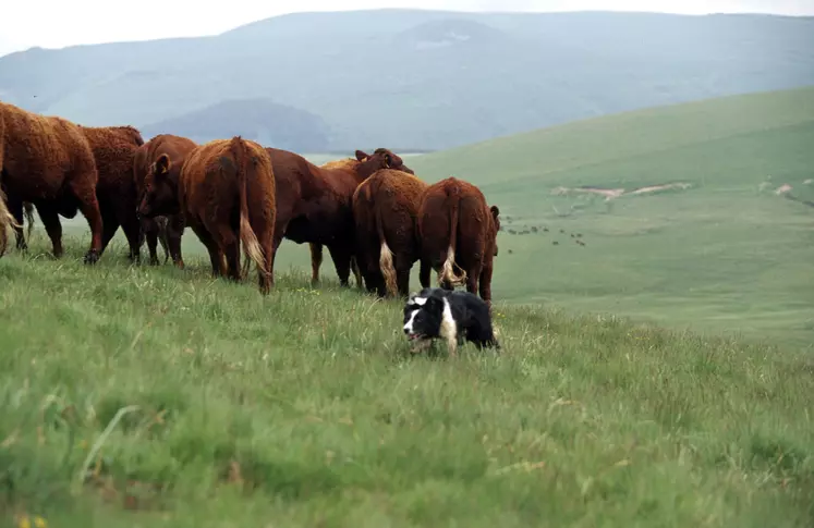 chien de conduite sur troupeau border collie auvergne