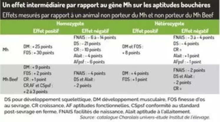 tab gène Mh Beef en race Charolaise