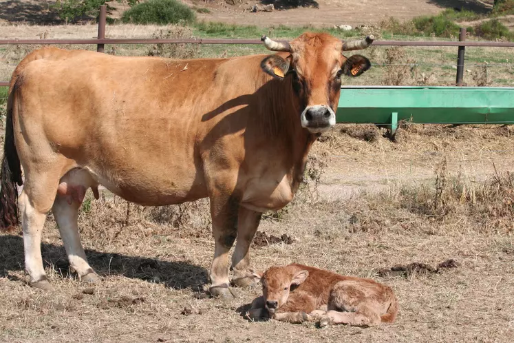 vache aubrac fraichement vêlée