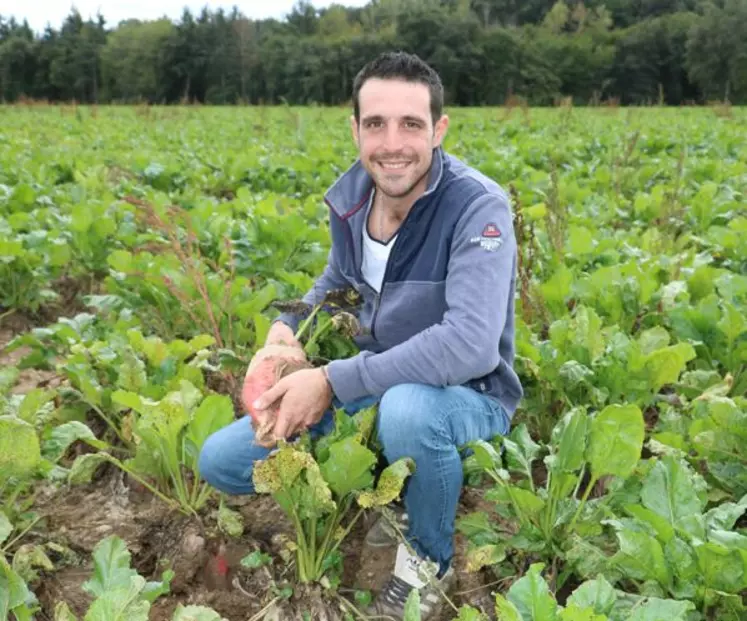 éleveur dans un champ de betteraves fourragères