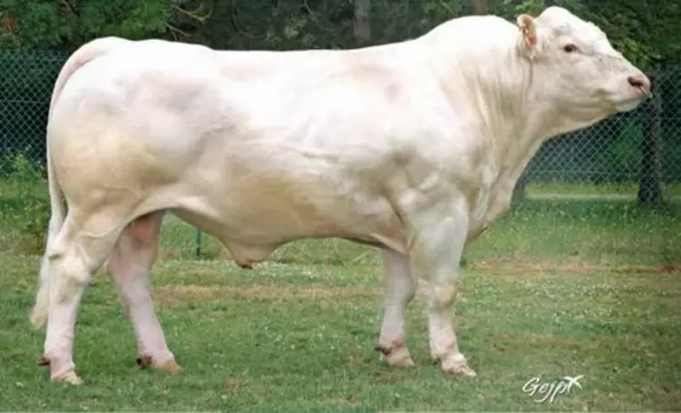 taureau charolais d'insémination 