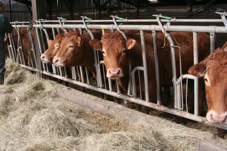 vaches limousines au cornadis