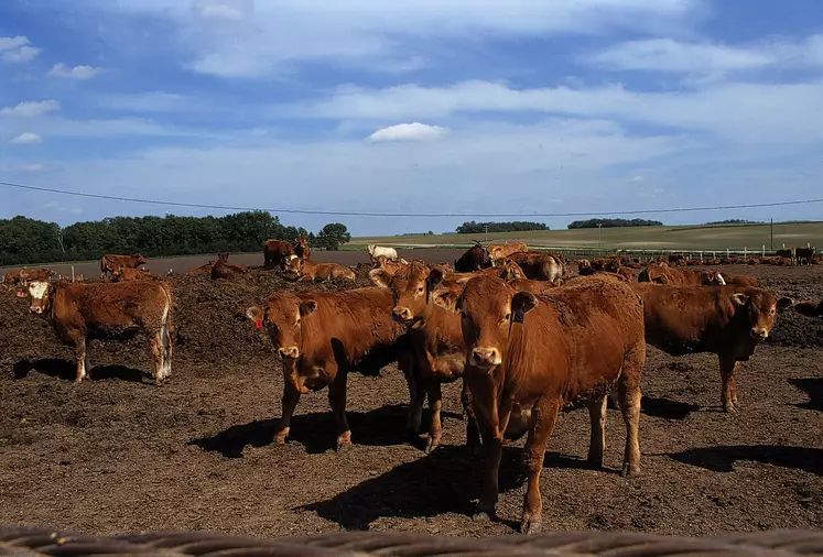 Les États-Unis ont un « statut de risque négligeable » en ce qui concerne l’encéphalopathie spongiforme bovine (ESB).