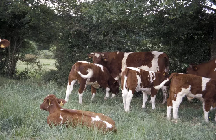 rouge des prés vaches suitées au pré