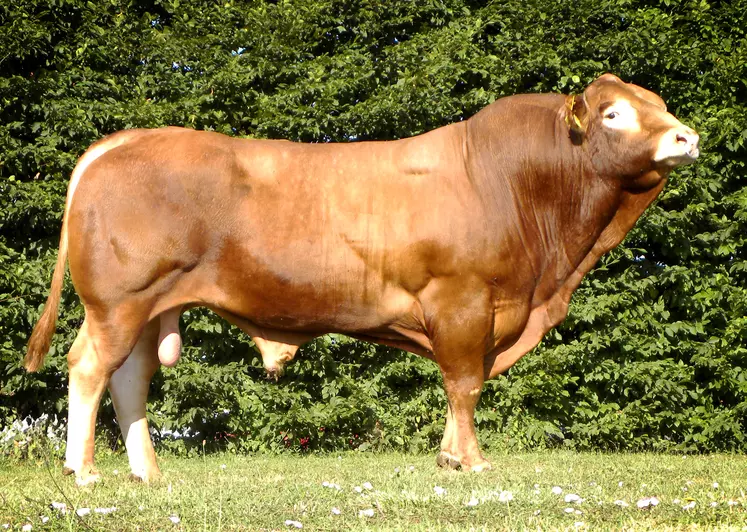 G nes Diffusion Quatre Nouveaux Taureaux En Race Limousine Et Deux En G nes Diffusion Quatre Nouveaux Taureaux En Race Limousine Et Deux En