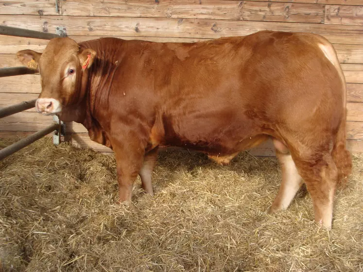 taureau de race Limousine