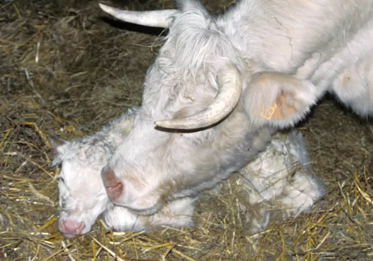 veau charolais nouveau-né