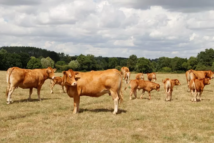« En France, seul 30 % du cheptel allaitant sur les 3,7 millions de têtes au total est détenu dans des exploitations de plus de 100 vaches. La professionnalisation de ...