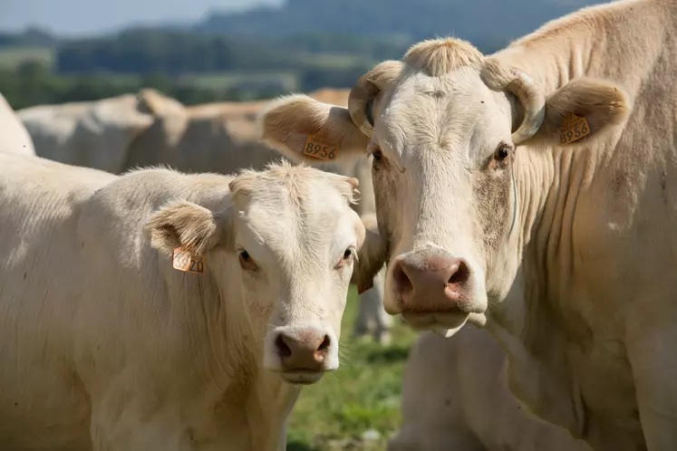 « Les prix de vente des animaux Label et non Label sont désormais indexés sur les coûts de production, ce qui sécurise grandement les pratiques et l'avenir des éleveurs » souligne Karine Liegeois, présidente de l’OP Euralis Bovins.