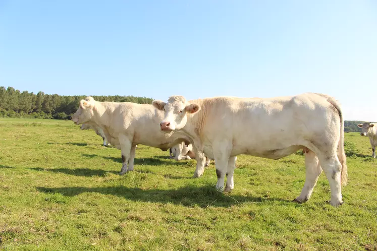 Vaches charolaises dans un pré.