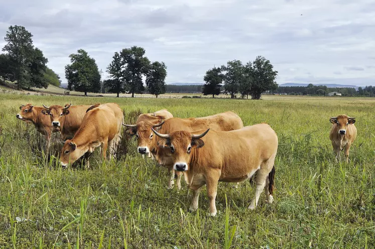 Les bovins trient moins en pâturant que les petits ruminants, et ont davantage de risque d’ingérer des plantes toxiques quelles qu'elles soient. 