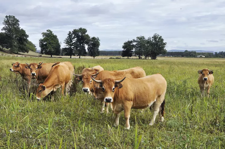 4 Cloches Pour Animaux De Pâturage - Cuivre - Son Audible - Pour Vaches, Chèvres, Chevaux