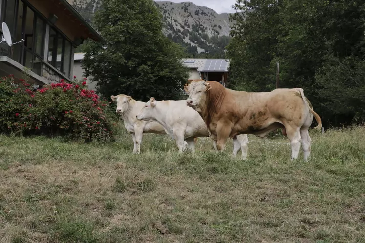 Les trois reproducteurs (une vache de 5 ans, une génisse et un taureau de 2 ans) préparés pour le concours national, organisé à Châteaubriant en Loire-Atlantique, en ...