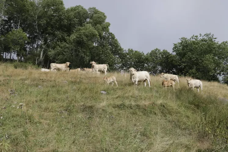 Michel Silve a dû adapter ses pratiques à la conduite d'élevage de ces animaux à gros gabarit tout en tenant compte des contraintes du milieu.  