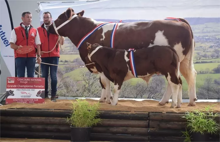 Merveille, du Gaec Élevage Ménard dans le Maine-et-Loire, a été nommée grande championne. Cette énorme vache, à la longueur de bassin exceptionnelle, a fait la ...