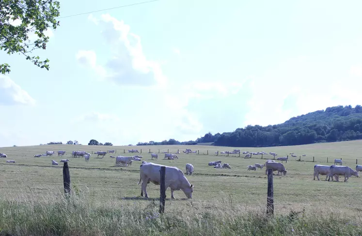 charolaise prairie été 