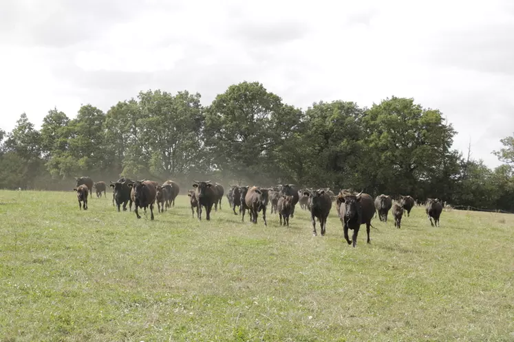 Émilie Chevrel élève un troupeau de wagyu Miyabi destiné à la production de bœufs de 36 mois et de vaches de réforme pour la vente directe. 