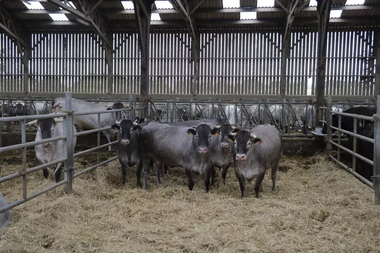 Un lot de bœufs bazadais de trois ans en phase de finition. Alain Toinel vise un élevage de cent mères de cette race en rythme de croisière. 