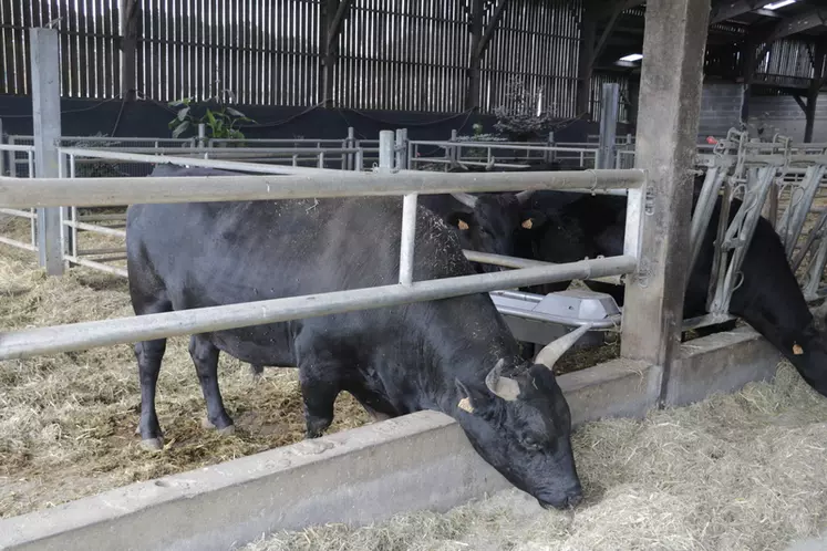 La conduite de l'alimentation a été totalement revue au passage en allaitant. Tous les éleveurs ont supprimé l'ensilage de maïs et travaillent en ration sèche à base ...